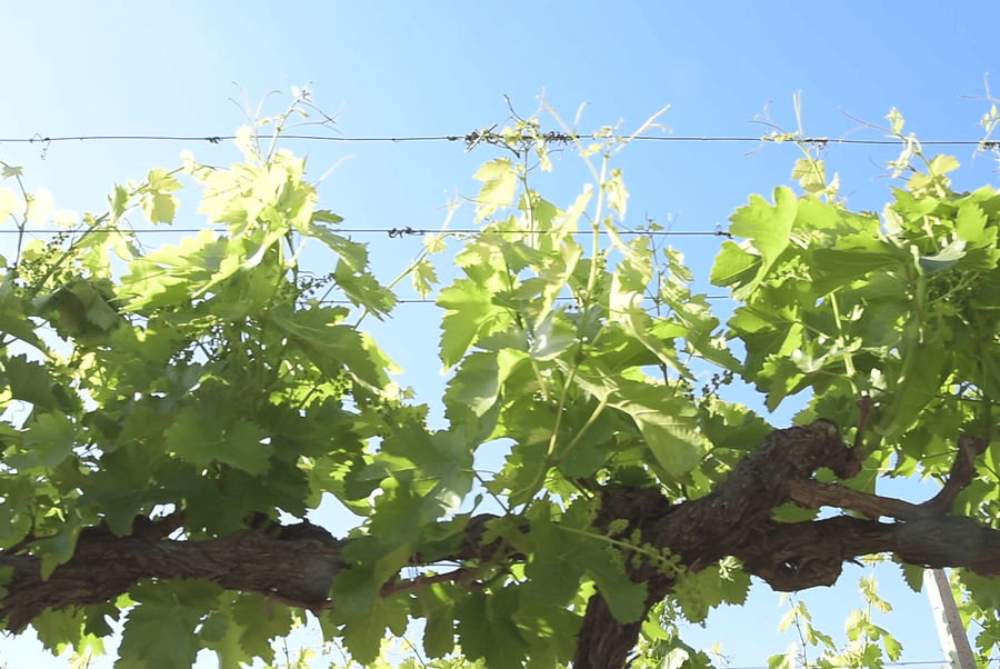 tirnavos-winery-gallery-04.png